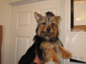 dogpic015.jpg